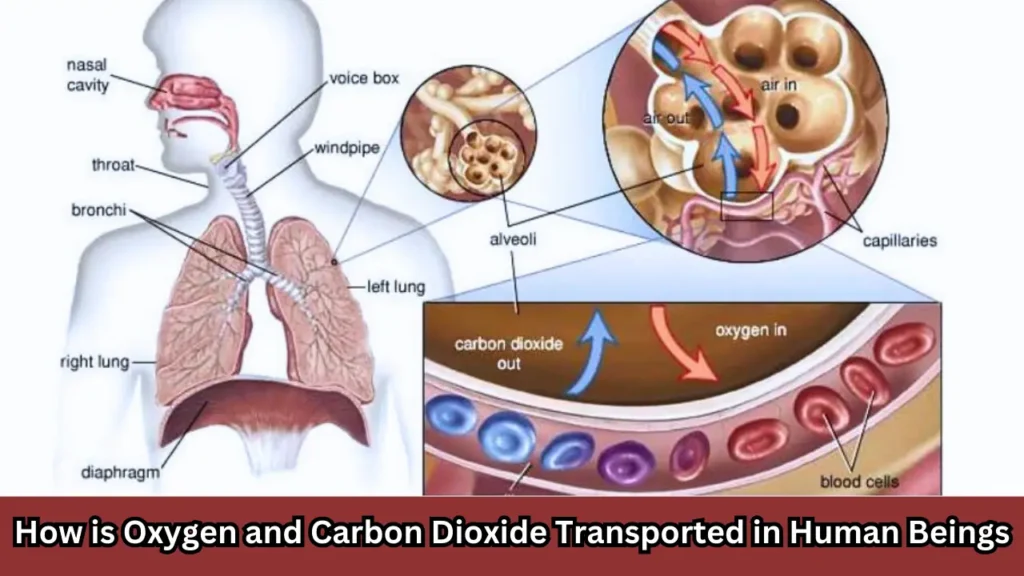 How is Oxygen and Carbon Dioxide Transported in Human Beings